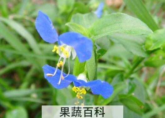 鸭跖草的功效与作用及副作用