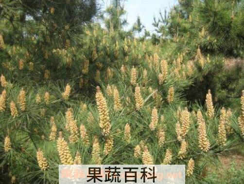 自采松花粉能吃吗 自采松花粉怎么吃