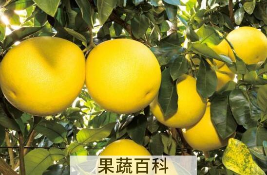 蜜柚的功效与作用及禁忌