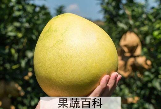 蜜柚的功效与作用及禁忌