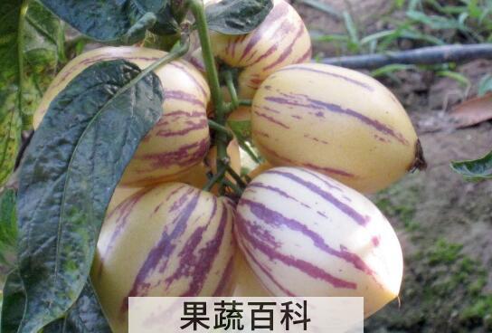 哪些人不宜吃人参果 人参果的副作用与禁忌