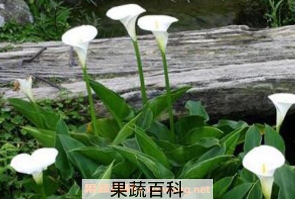 海芋花和马蹄莲的区别