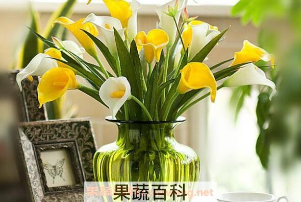 海芋花和马蹄莲的区别