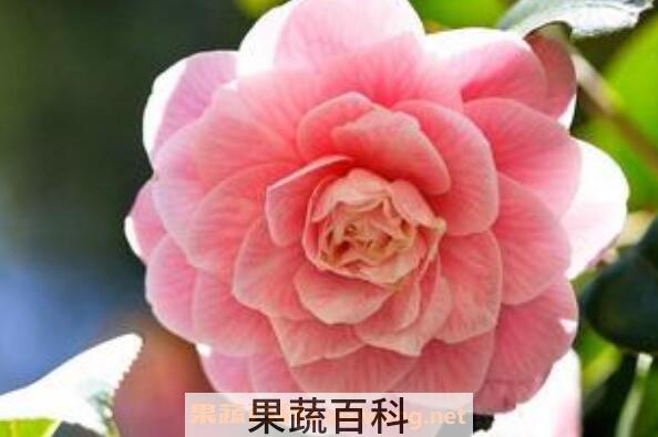 山茶花如何吃 新鲜山茶花的食用方法