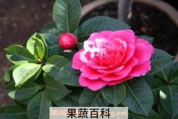 山茶花如何吃 新鲜山茶花的食用方法