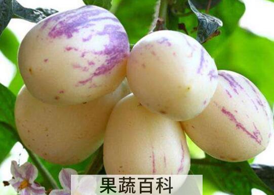 为什么人参果很少人吃 人参果对肾的危害