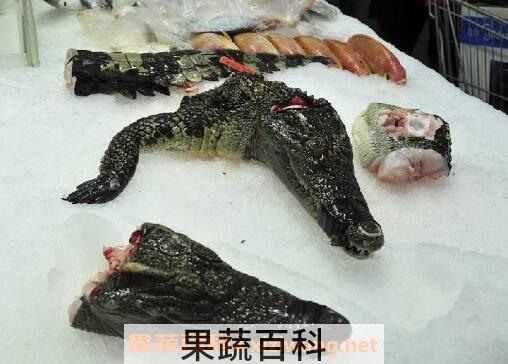 鳄鱼胆的功效与禁忌  鳄鱼胆能治什么病
