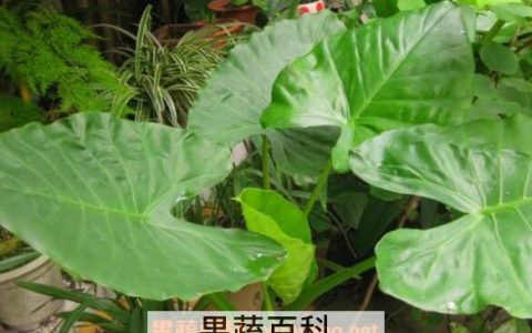 滴水观音和海芋的区别