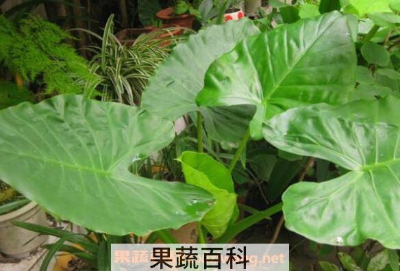 滴水观音和海芋的区别