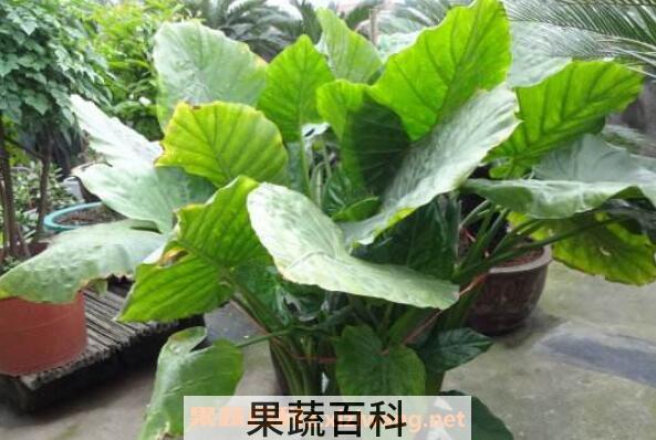 滴水观音和海芋的区别