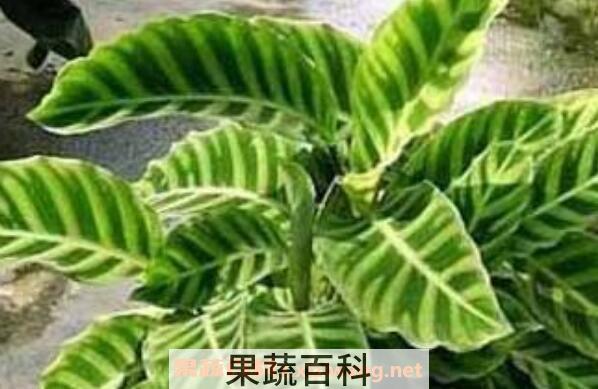 剑叶海芋如何管理 箭叶海芋怎么养
