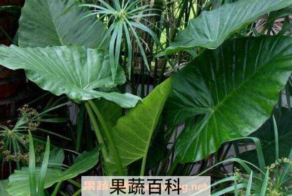 剑叶海芋如何管理 箭叶海芋怎么养