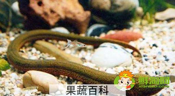 黄鳝好吃吗，大黄鳝和小黄鳝营养价值是一样的吗