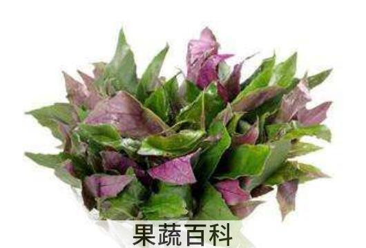 紫贝菜的功效与作用及食用方法