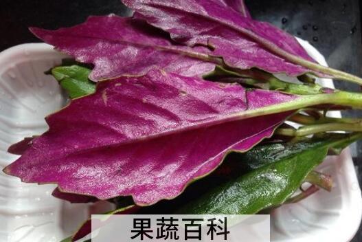 紫贝菜的功效与作用及食用方法