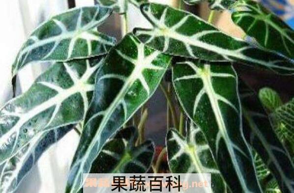 箭叶海芋如何养殖 箭叶海芋的养殖方法