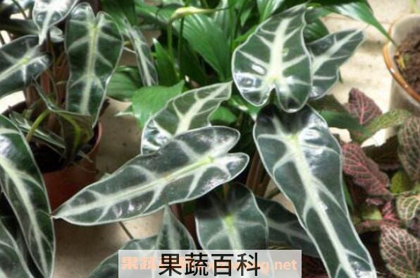 箭叶海芋如何养殖 箭叶海芋的养殖方法