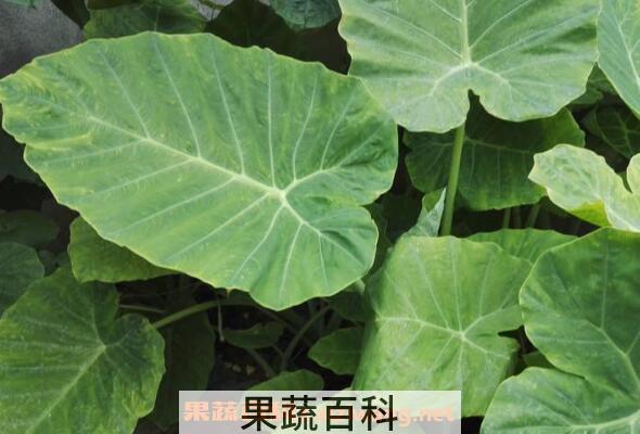 大野芋和海芋的区别