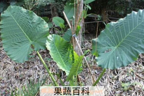 大野芋和海芋的区别