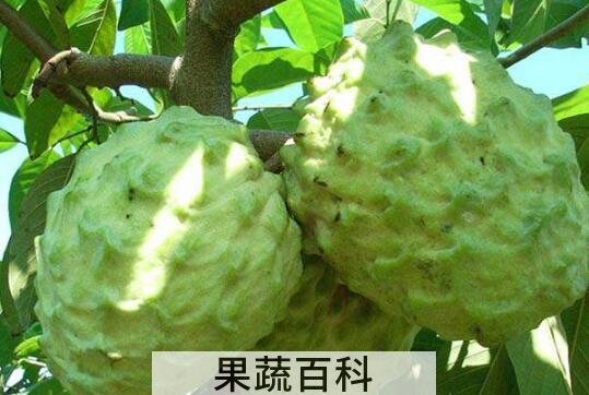 释迦果怎么吃 释迦果的正确吃法图解