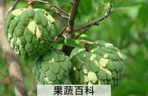 释迦果的营养价值与功效