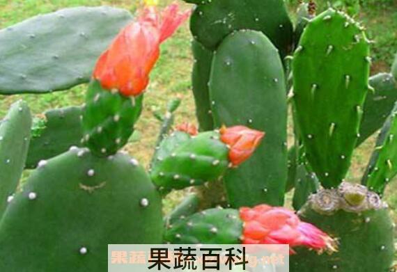 仙人掌什么时候开花 仙人掌的开花条件