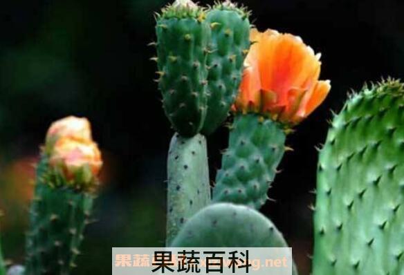 仙人掌什么时候开花 仙人掌的开花条件