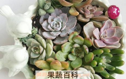 多肉植物长太高怎么办 多肉植物长太高的解决办法