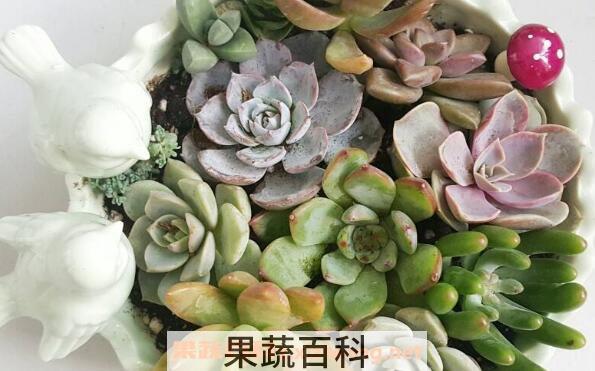 多肉植物长太高怎么办