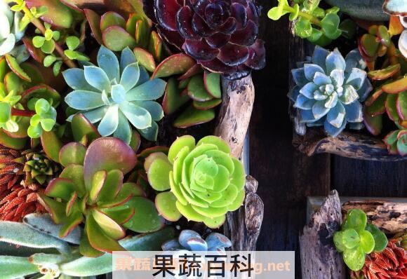 多肉植物长太高怎么办