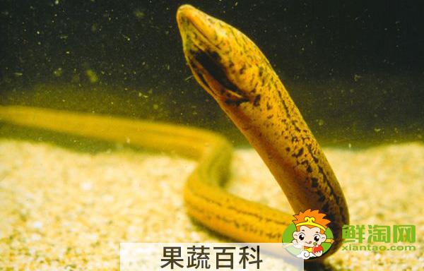 蛇为什么不吃黄鳝，坟地里为什么多产黄鳝