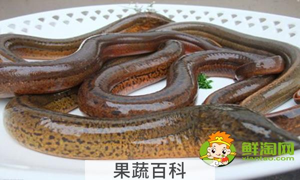 蛇为什么不吃黄鳝，坟地里为什么多产黄鳝