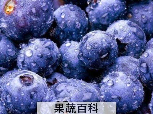 花青素