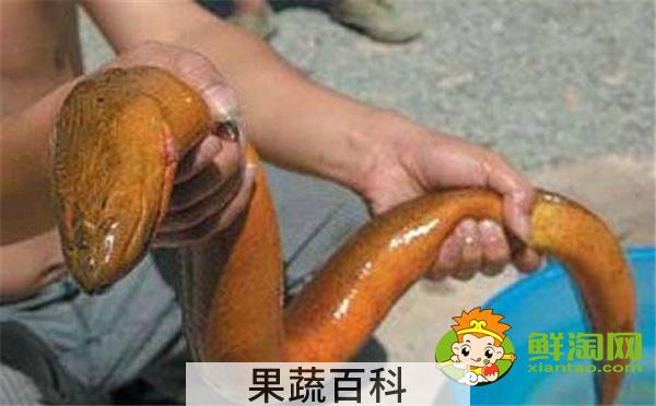 大黄鳝喜欢藏在什么地方，大黄鳝怎么杀
