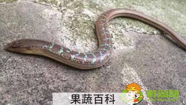 山黄鳝有毒吗，山黄鳝与水黄鳝的区别