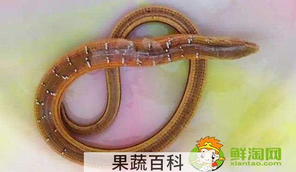 哪些地方野生黄鳝最多，山黄鳝的功效与作用