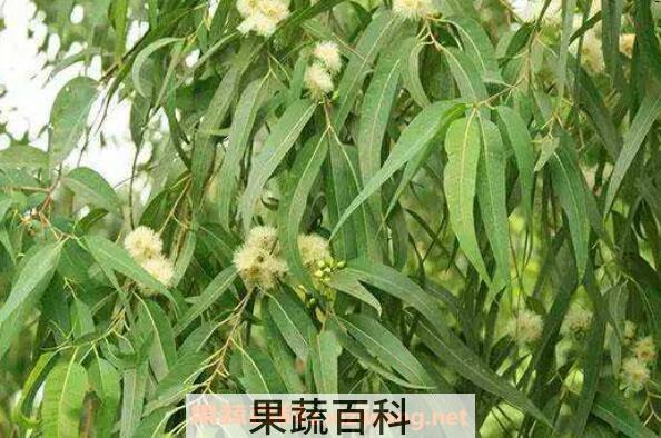 桉树叶有毒吗 中国为什么禁止种桉树