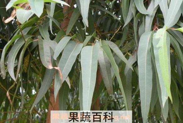桉树叶有毒吗 中国为什么禁止种桉树