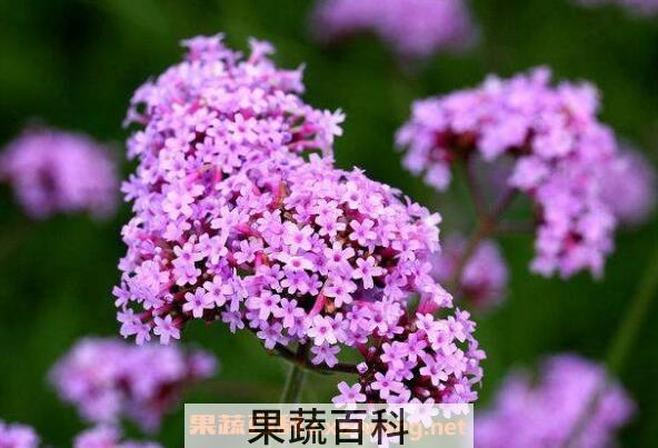 柳叶马鞭草如何种植 柳叶马鞭草种植方法