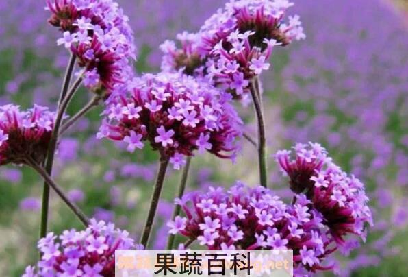 柳叶马鞭草如何种植 柳叶马鞭草种植方法