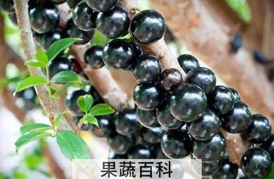 世界十大最好吃的水果 公认最好吃的水果