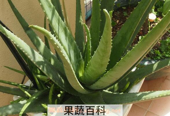 库拉索芦荟的功效与作用