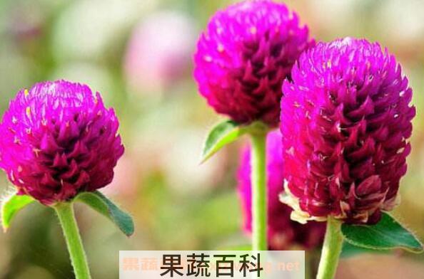 千日红的功效与作用 千日红泡水喝的禁忌