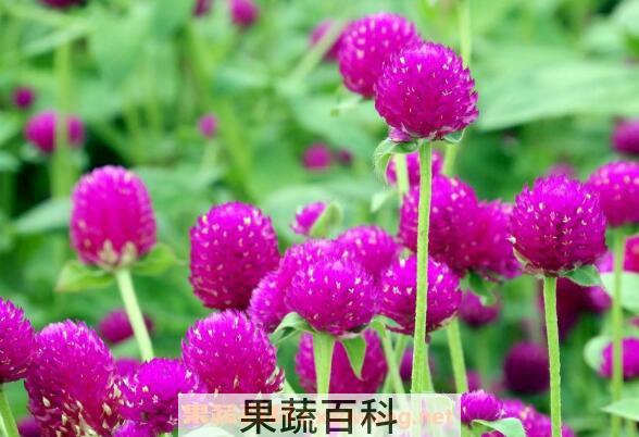 千日红的功效与作用 千日红泡水喝的禁忌