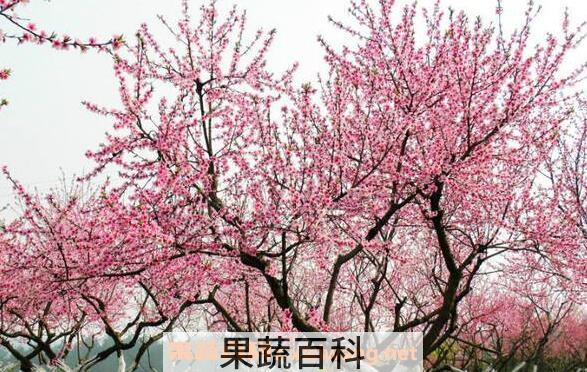 桃花酿的功效与作用