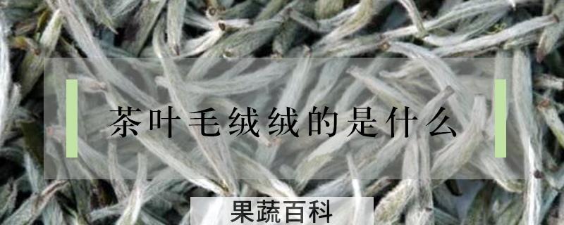 茶叶毛绒绒的是什么
