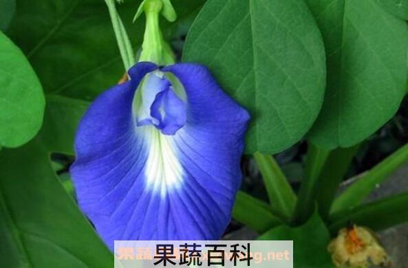 蝶豆花泡茶的副作用 蝶豆花什么人不适合吃