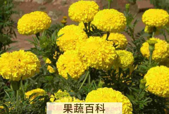 万寿菊的功效与作用 万寿菊的副作用