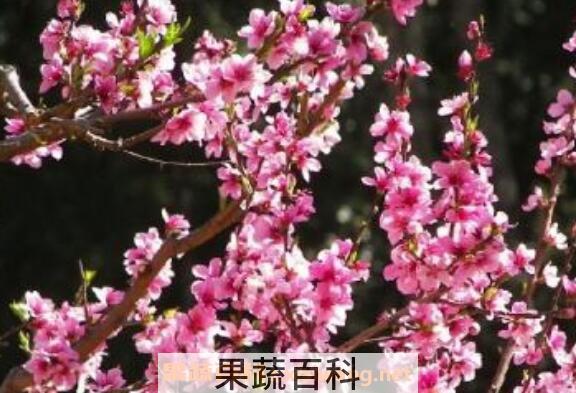 桃花醉的功效与作用