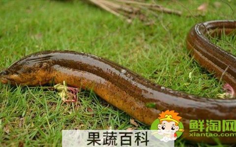 望月鳝和黄鳝的区别，万一吃到望月鳝怎么办